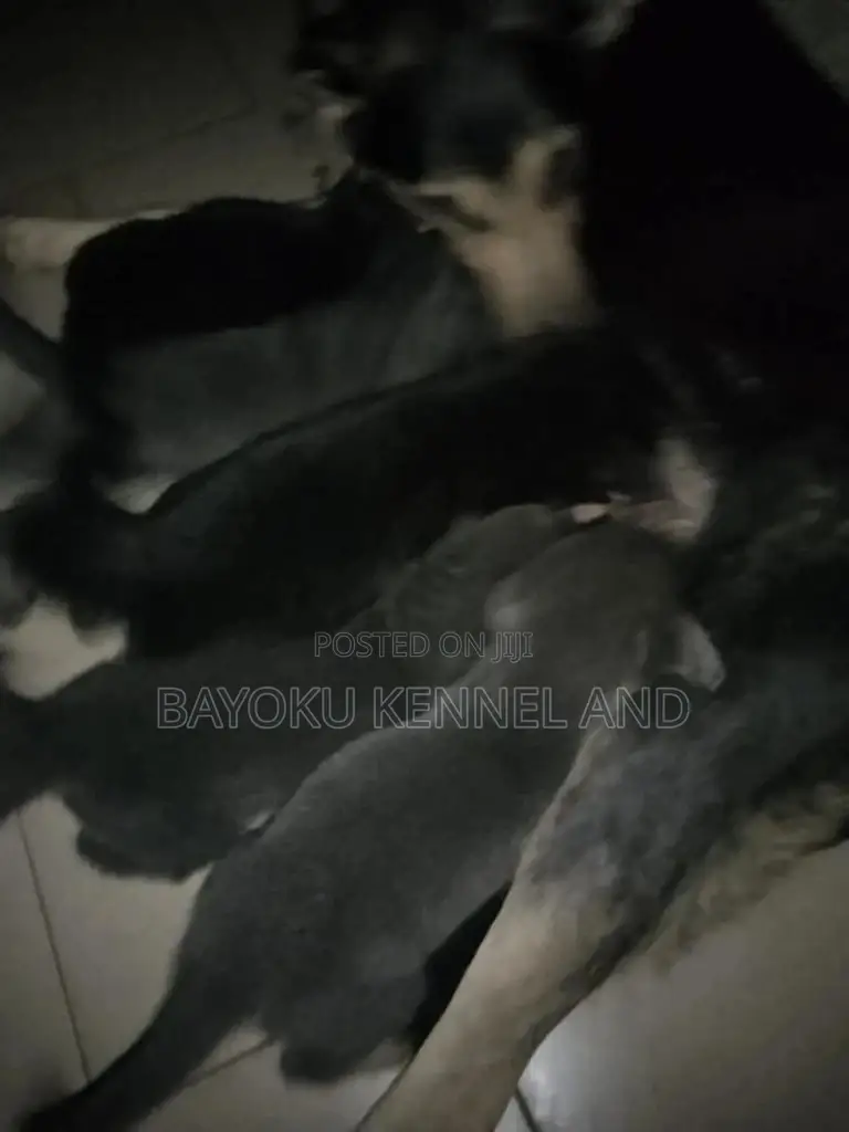 1-3 months Female Purebred German Shepherd