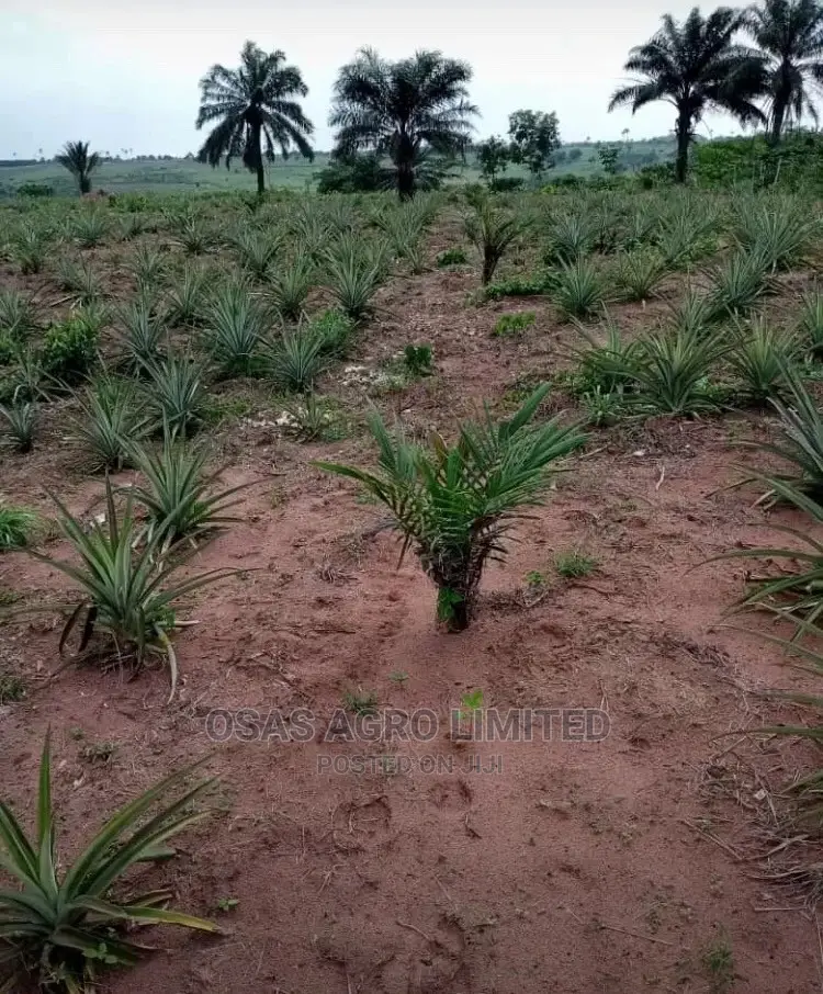 Hybrid Tenera Oilpalm Seedlings