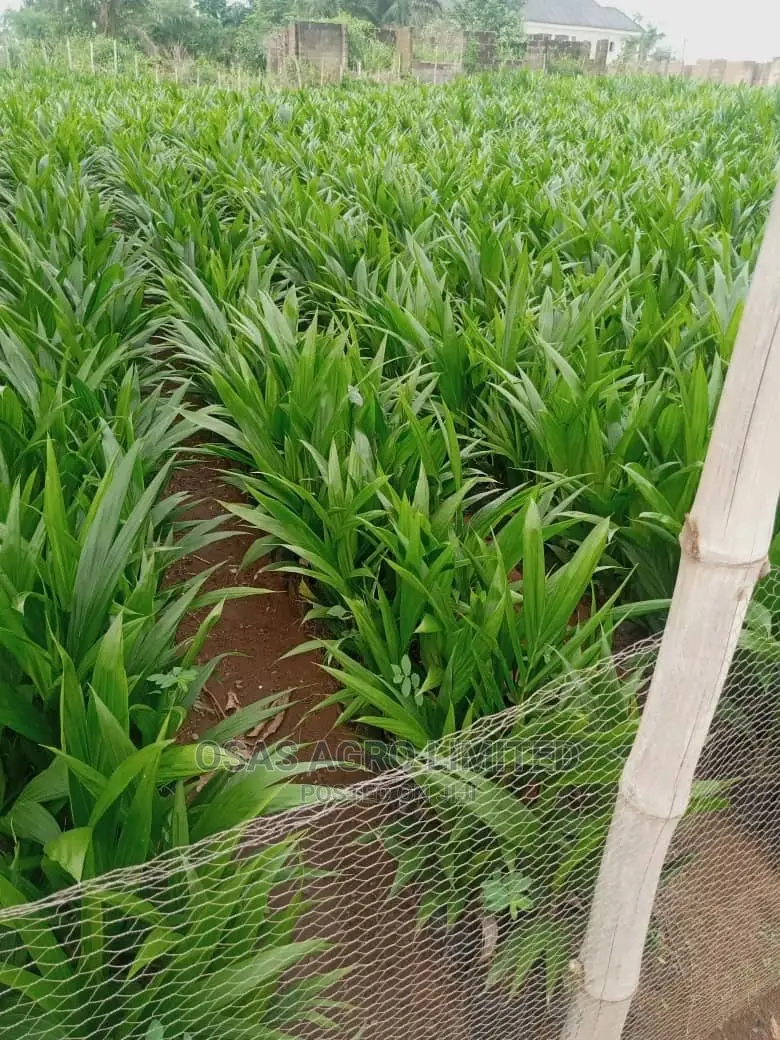 Hybrid Tenera Oilpalm Seedlings