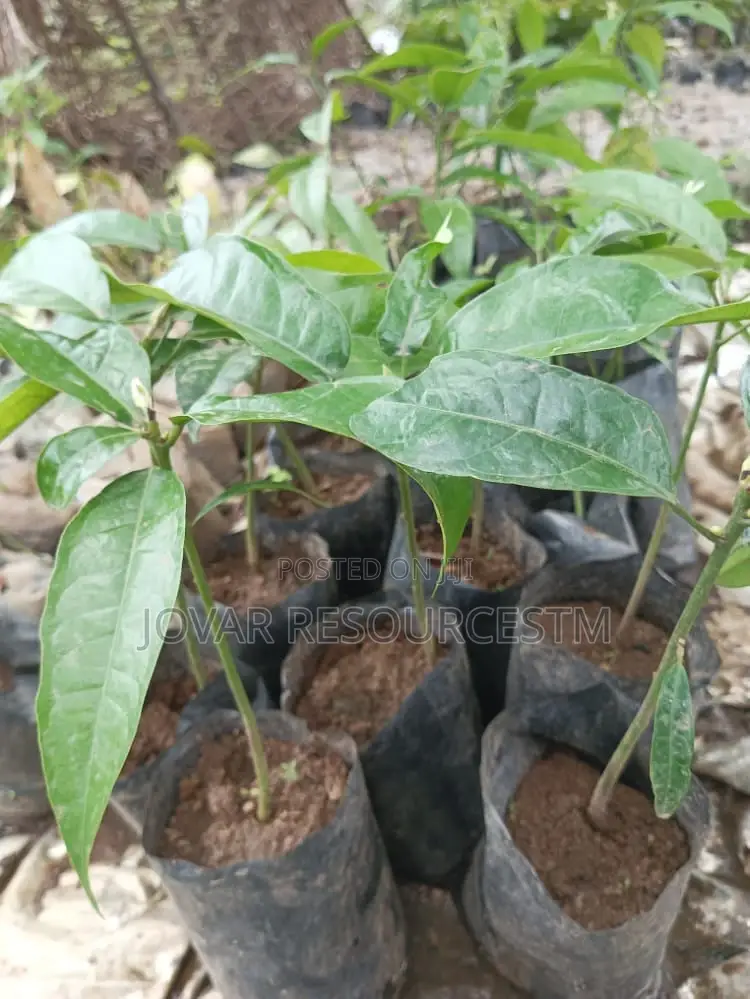 Best Kolanut Seedlings