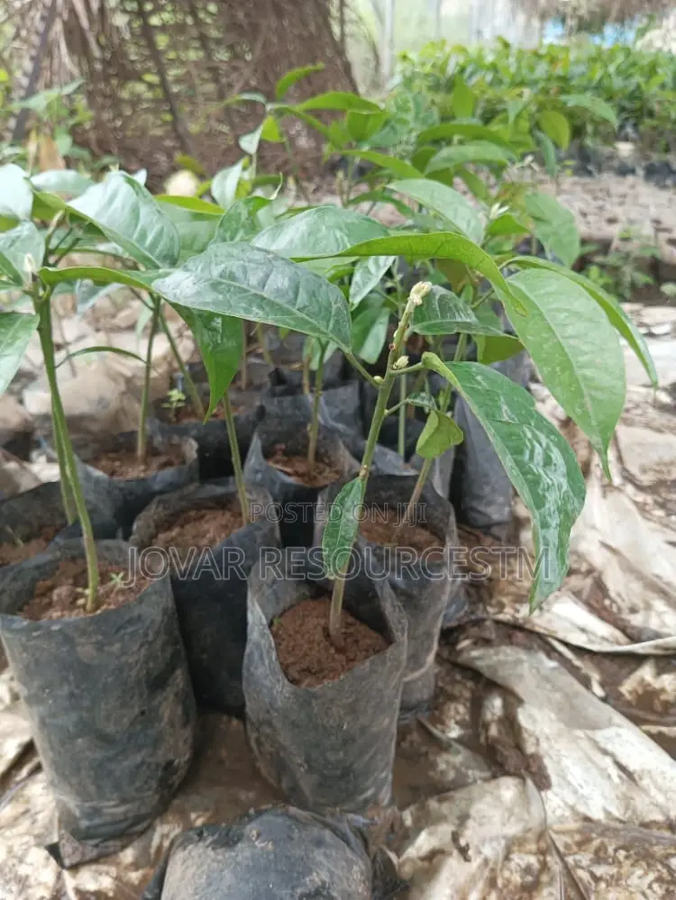 Best Kolanut Seedlings