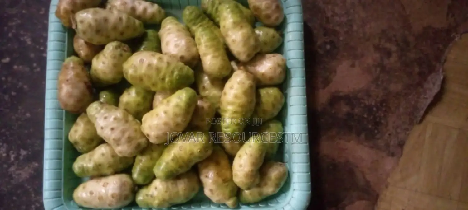 Best Noni Plant Seedling