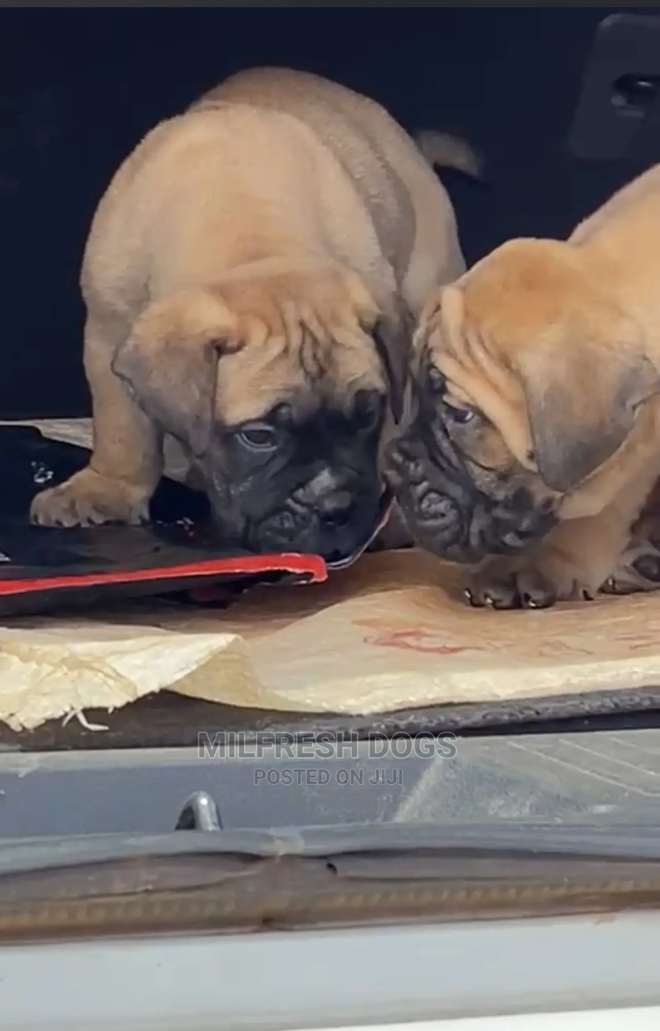 1-3 Months Female Purebred Bullmastiff