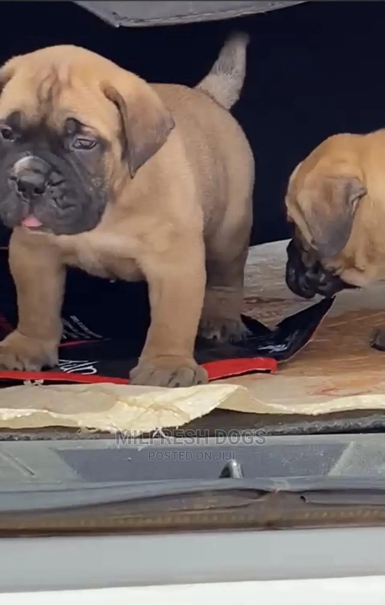 1-3 Months Female Purebred Bullmastiff