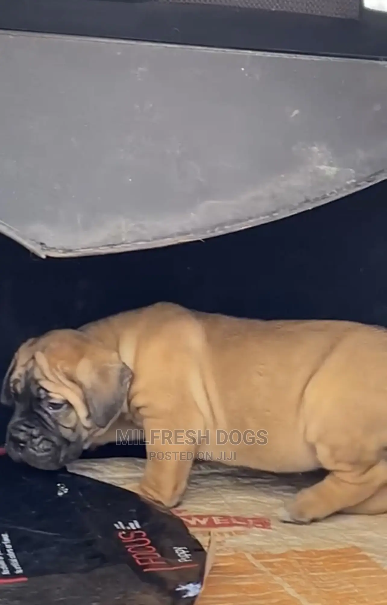 1-3 Months Female Purebred Bullmastiff