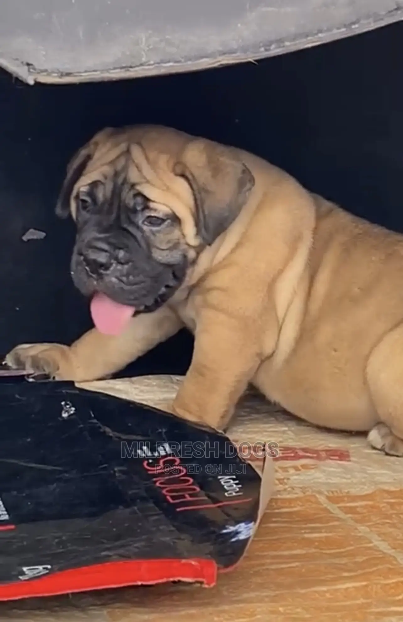 1-3 Months Female Purebred Bullmastiff