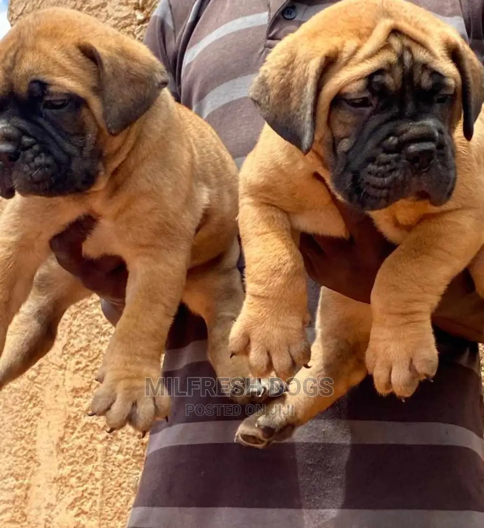 1-3 Months Female Purebred Bullmastiff