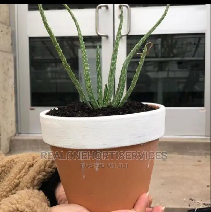 Potted Aloe Vera Plant