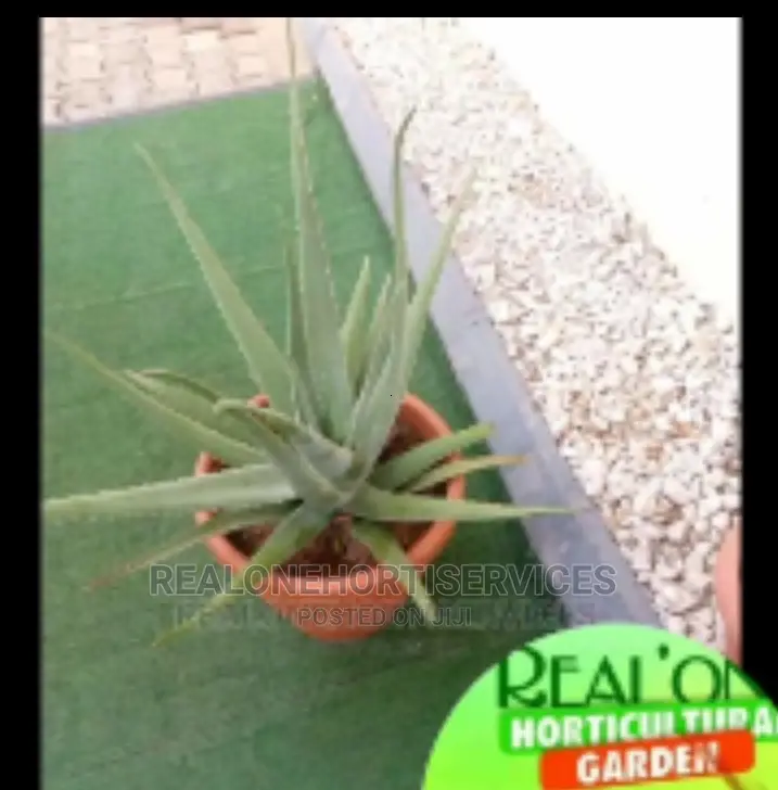 Potted Aloe Vera Plant