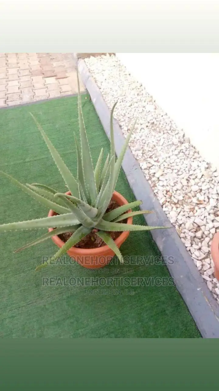 Potted Aloe Vera Plant