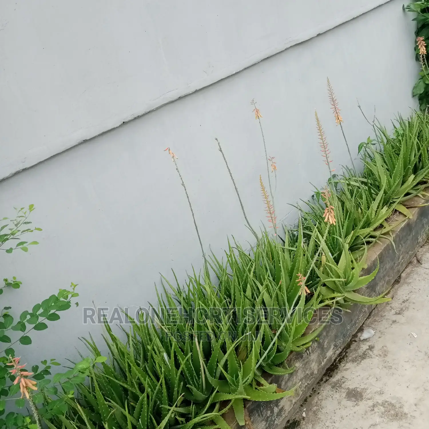 Potted Aloe Vera Plant