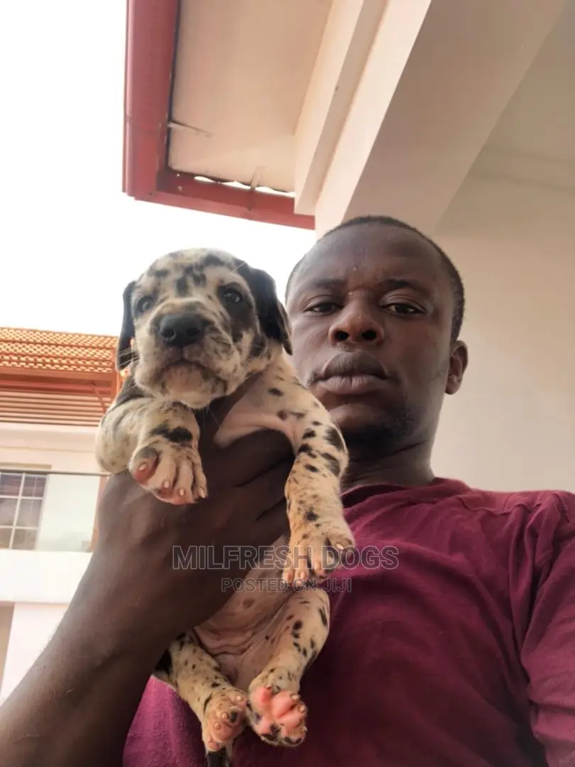 1-3 Months Female Purebred Great Dane