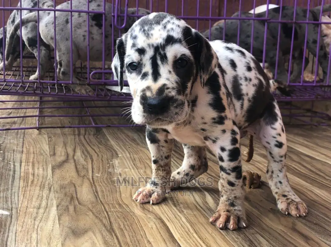 1-3 Months Female Purebred Great Dane
