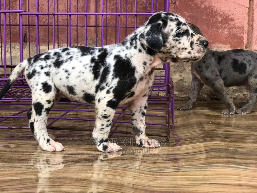 1-3 Months Female Purebred Great Dane