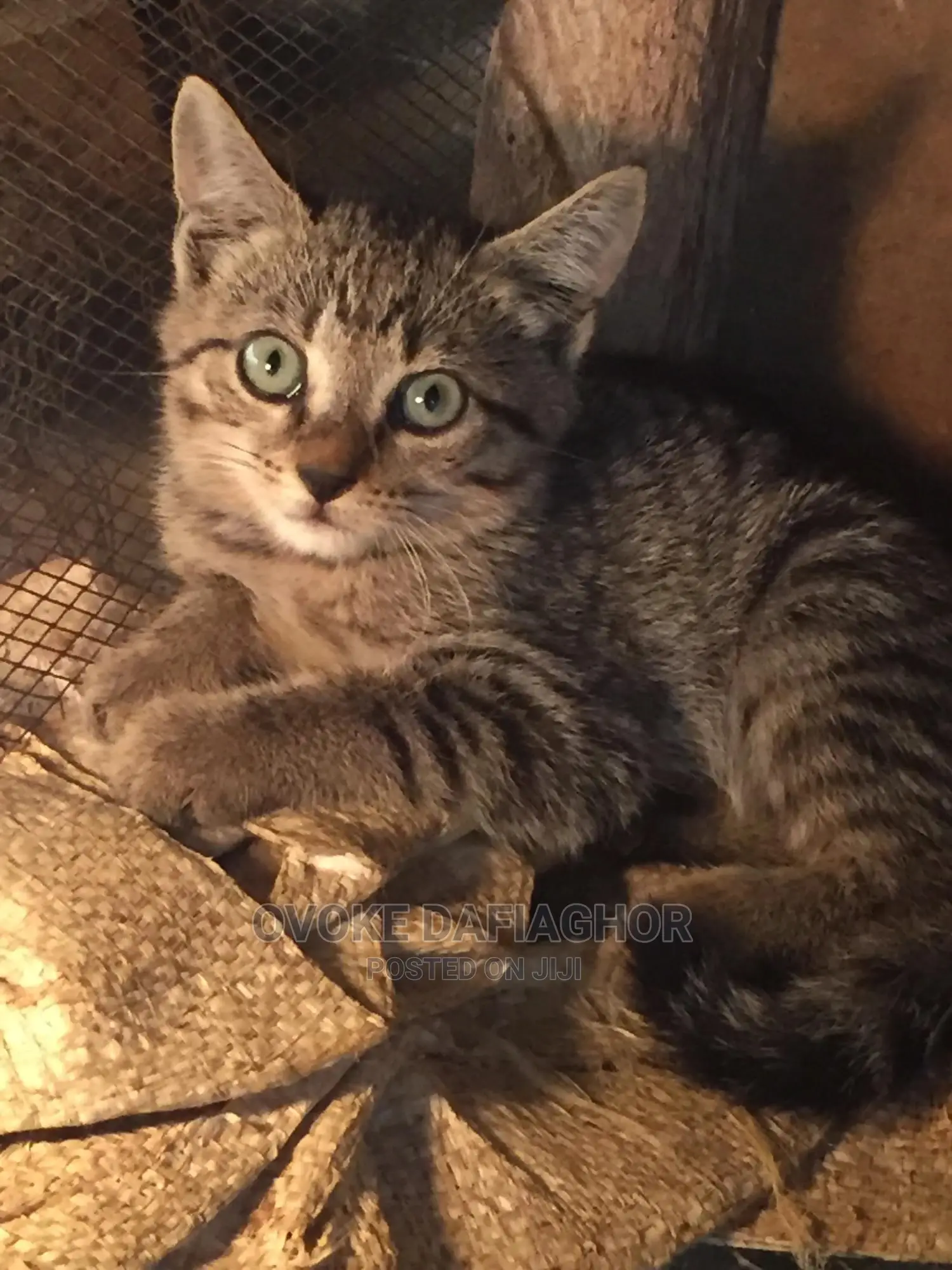 1-3 months Male Purebred Exotic