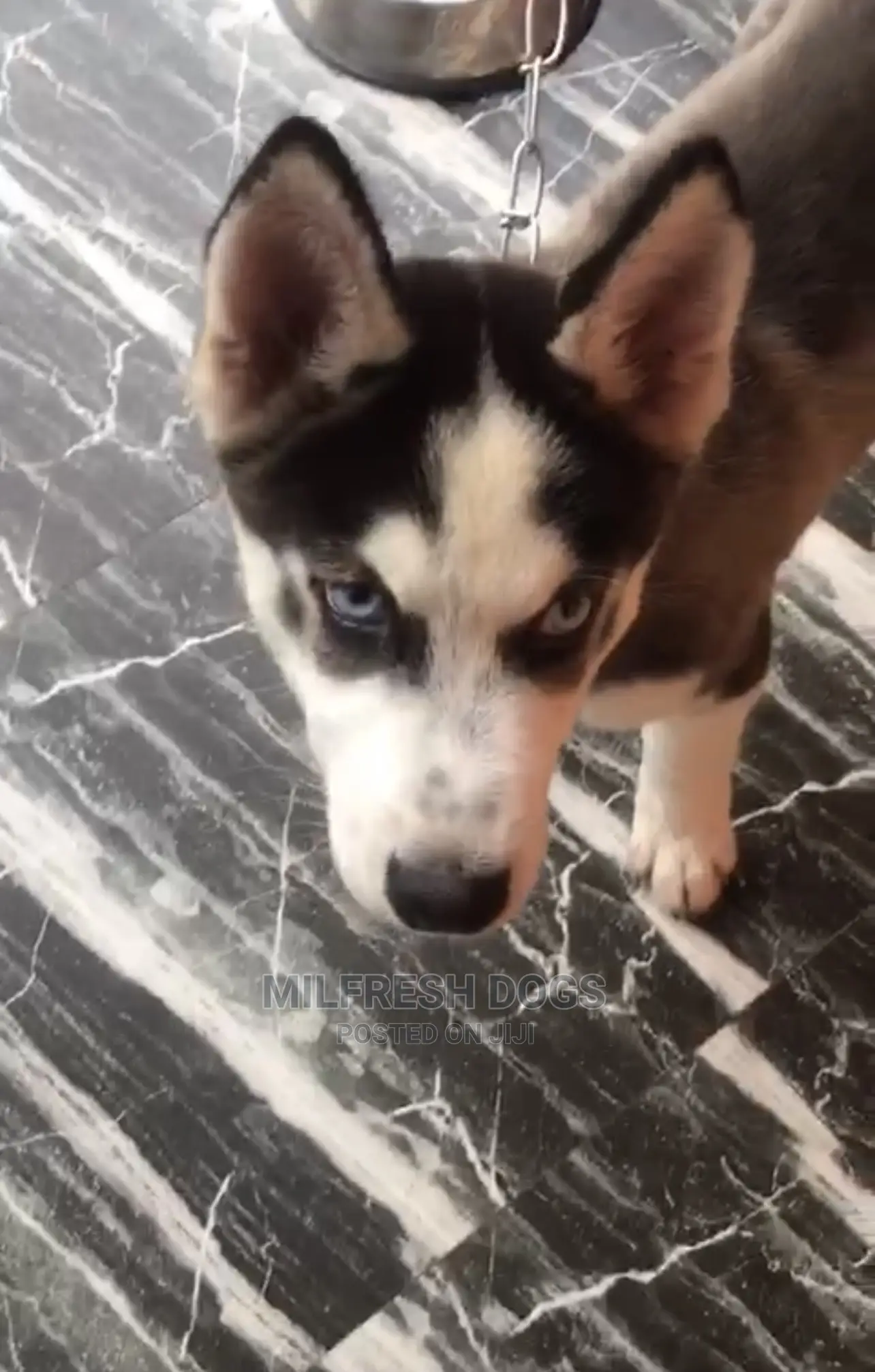 1-3 months Male Purebred Siberian Husky