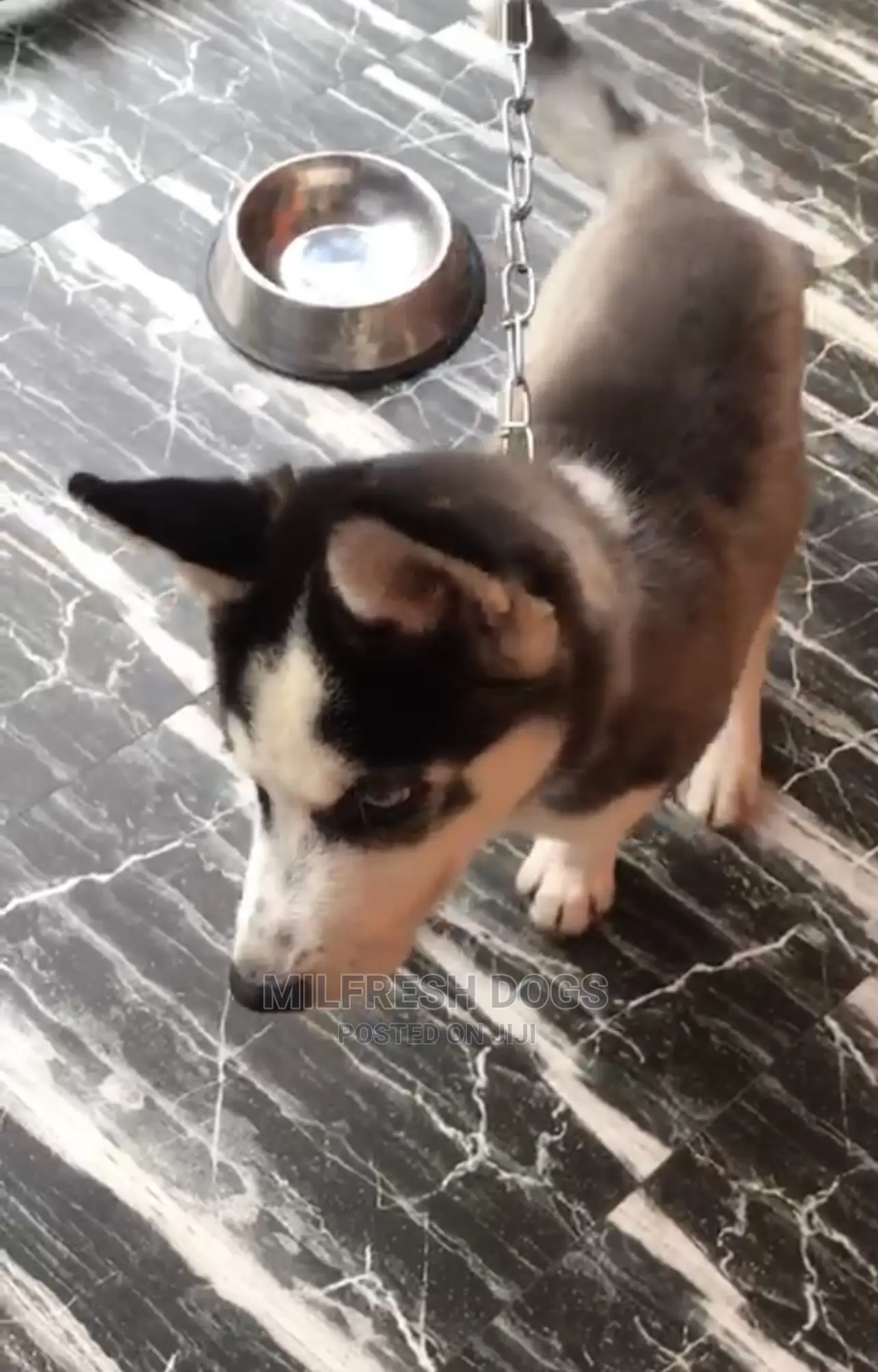 1-3 months Male Purebred Siberian Husky