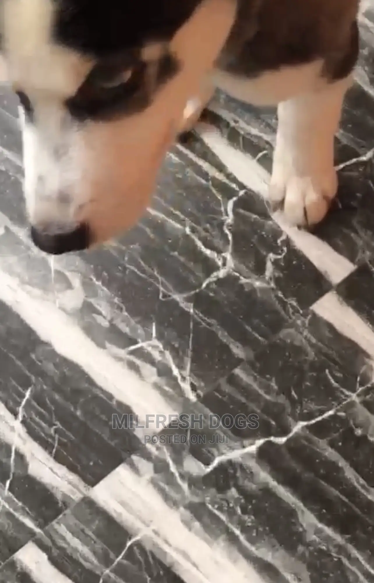 1-3 months Male Purebred Siberian Husky