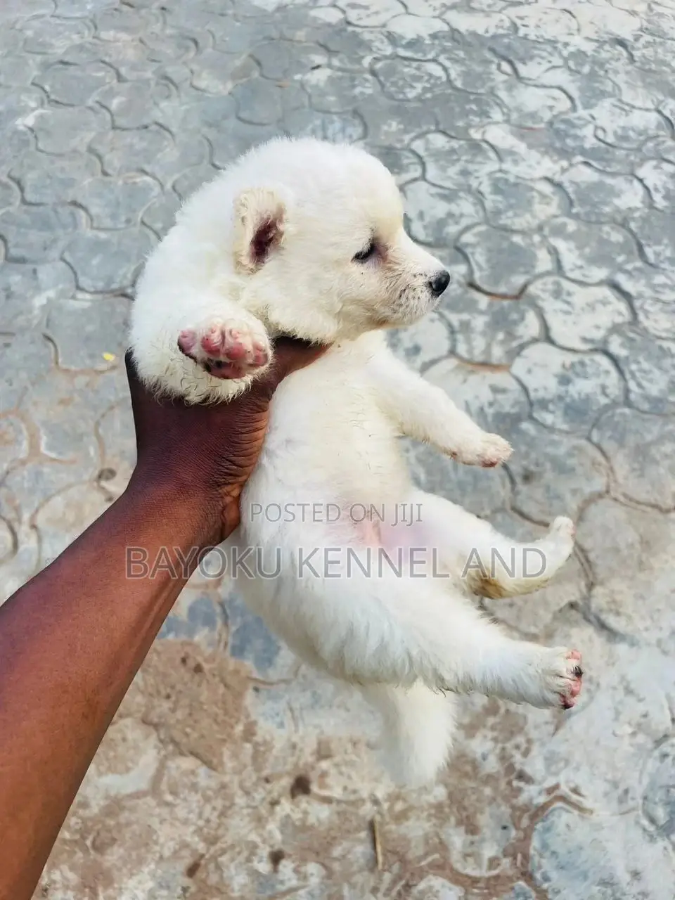 1-3 months Female Purebred American Eskimo