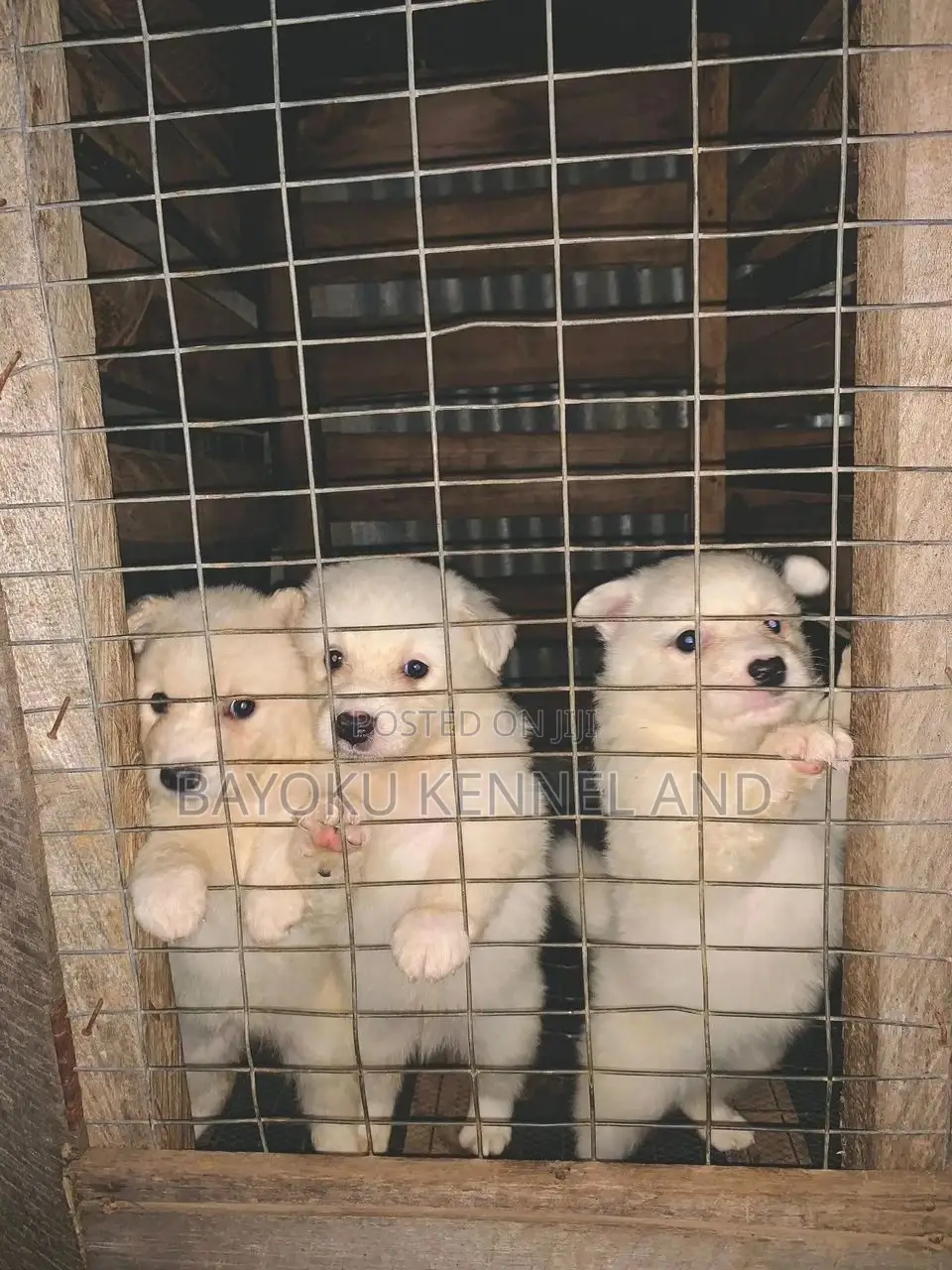 1-3 months Female Purebred American Eskimo