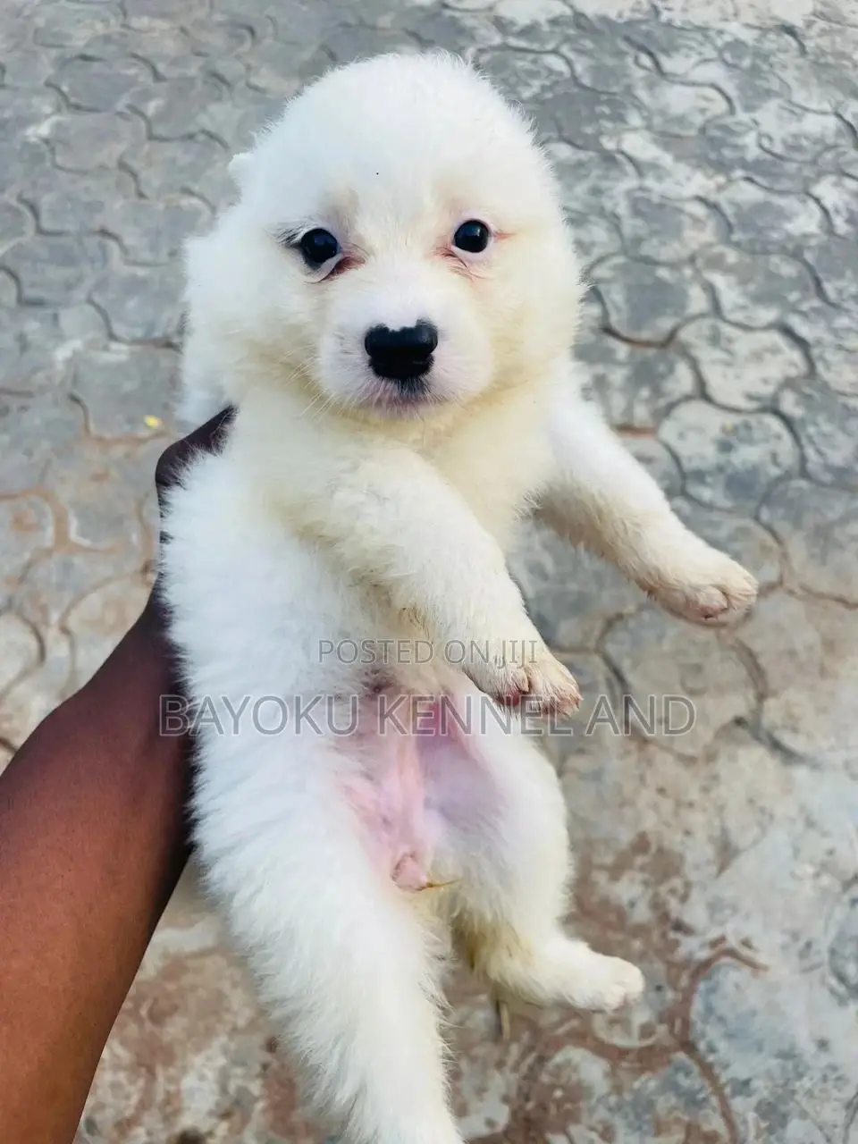1-3 months Female Purebred American Eskimo