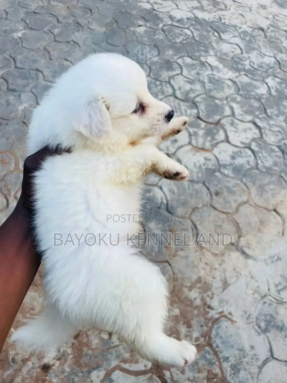 1-3 months Female Purebred American Eskimo