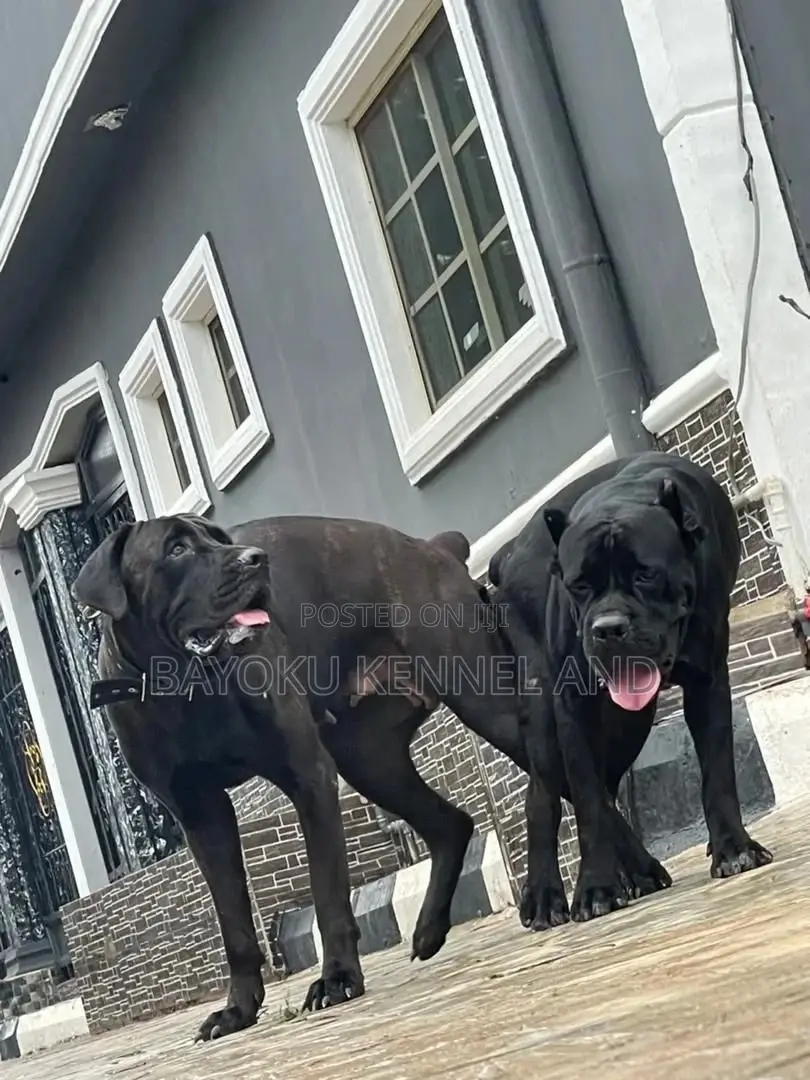 1-3 months Male Purebred Cane Corso