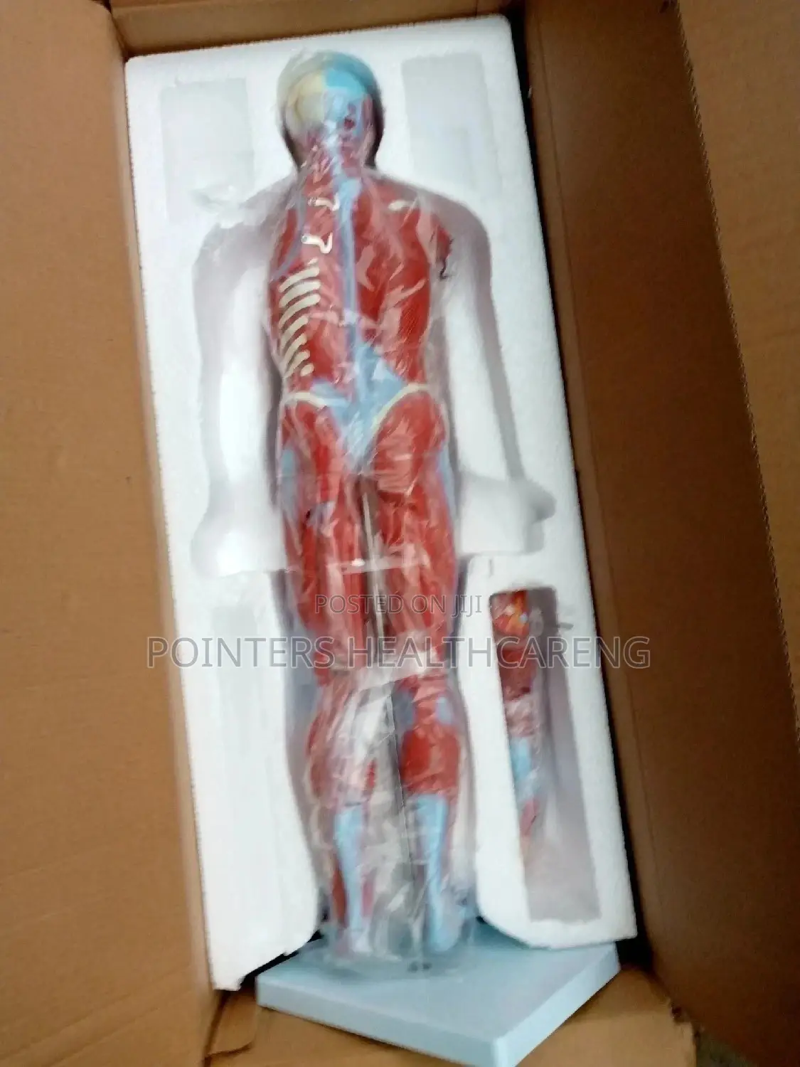 Muscular System Model Chat
