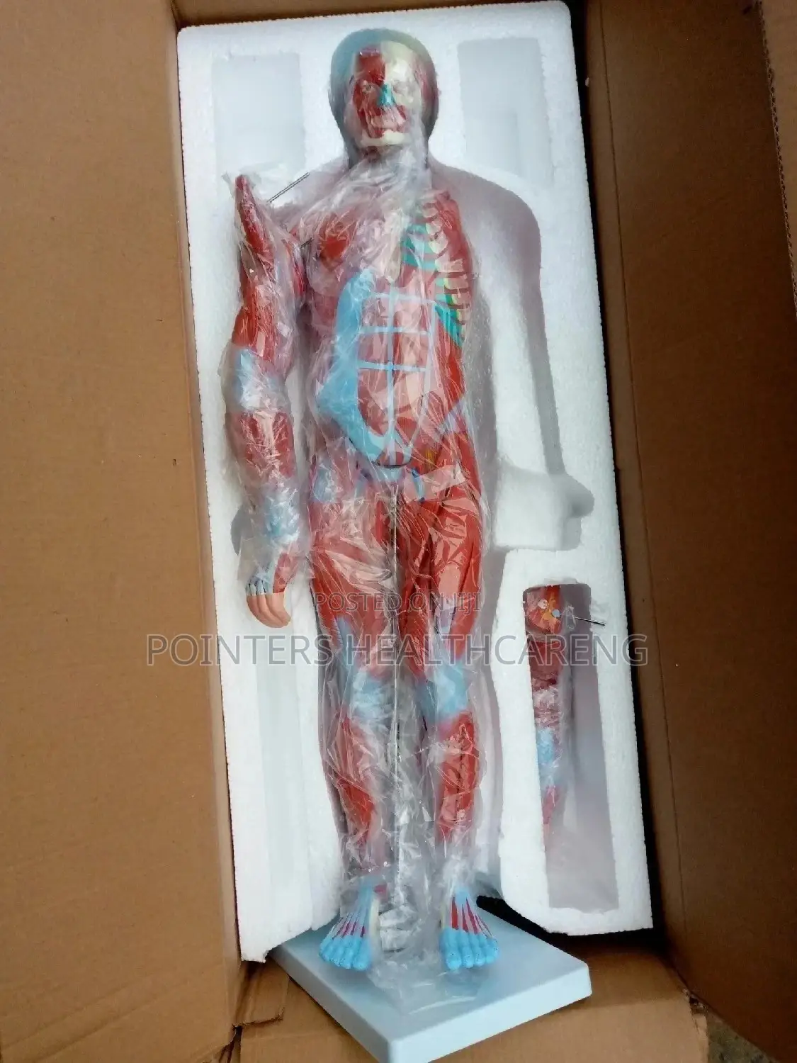 Muscular System Model Chat