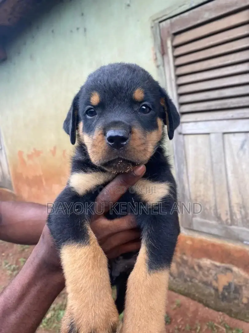 1-3 months Female Purebred Rottweiler