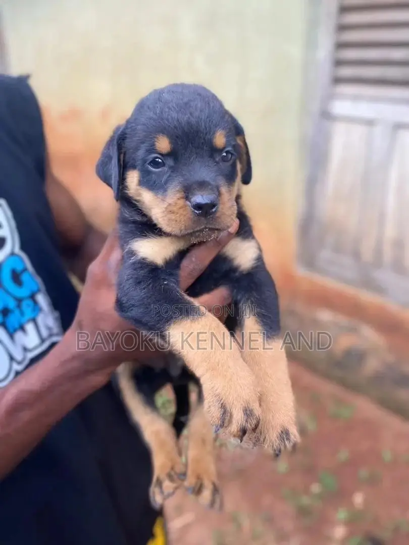 1-3 months Female Purebred Rottweiler