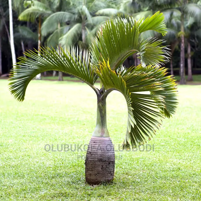 Kings and Queens Palm