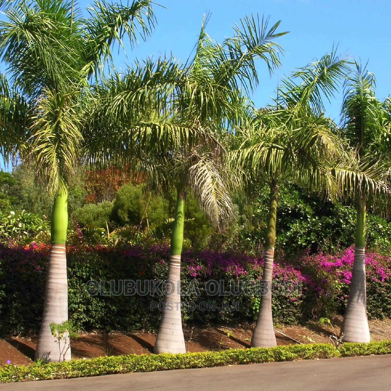 Kings and Queens Palm