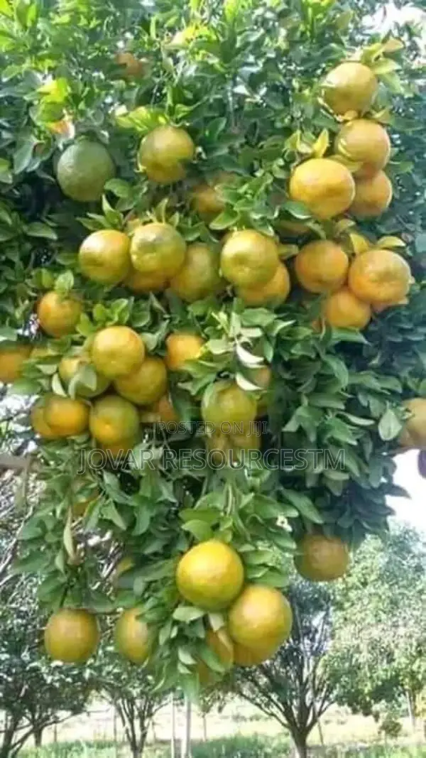 Best Budded Dwarf Improved Citrus Double Budded Citrus