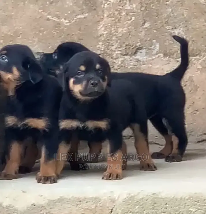 1-3 months Female Purebred Rottweiler