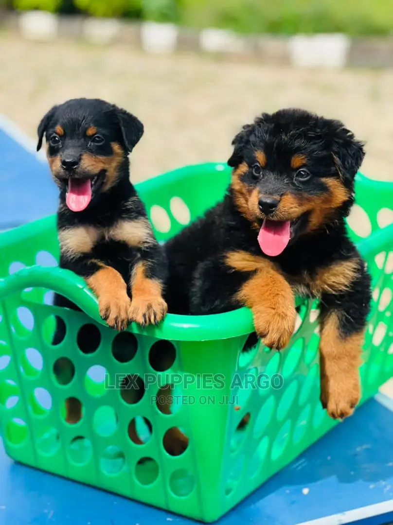 1-3 months Female Purebred Rottweiler
