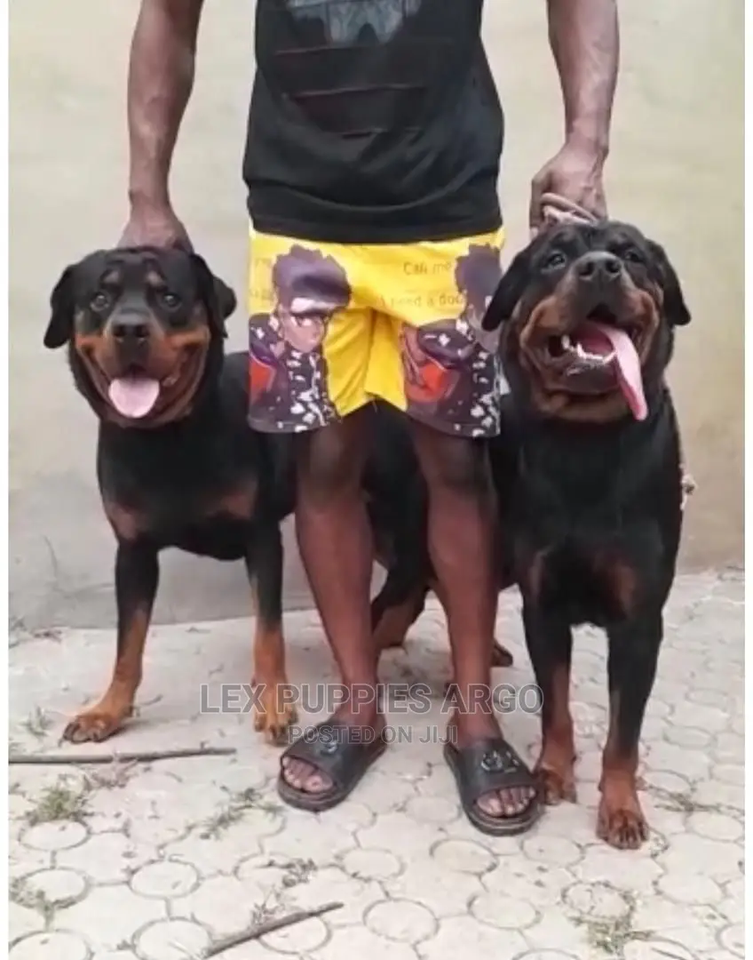 1-3 months Female Purebred Rottweiler