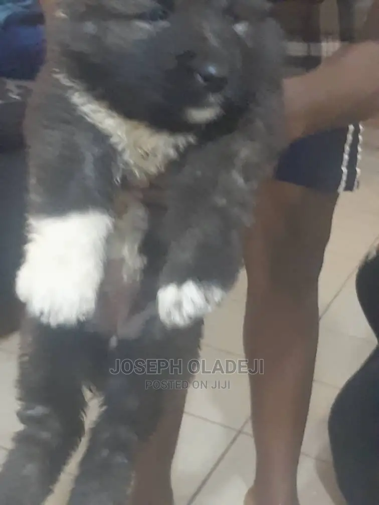 1-3 months Female Purebred Caucasian Shepherd