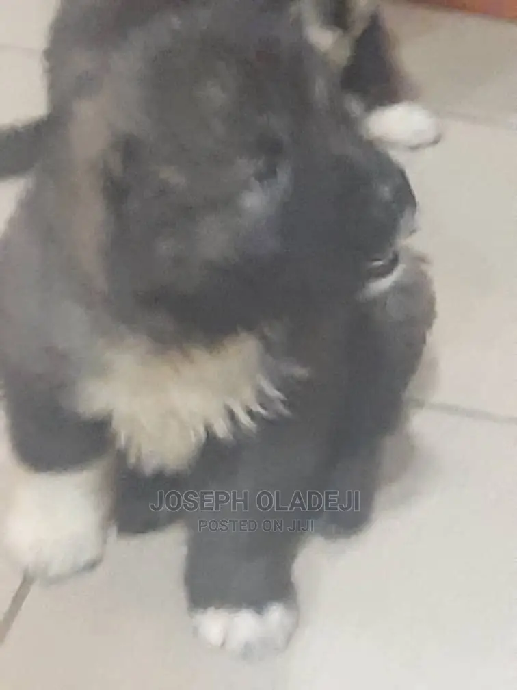 1-3 months Female Purebred Caucasian Shepherd