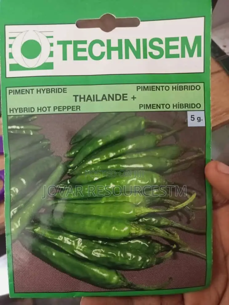 Best Bell Ball Sweet Pepper Seeds