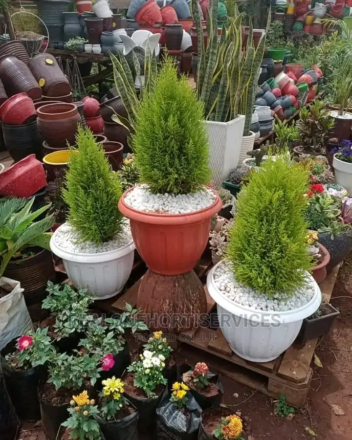Live Potted Flower for Home Decor and Air Puryfying