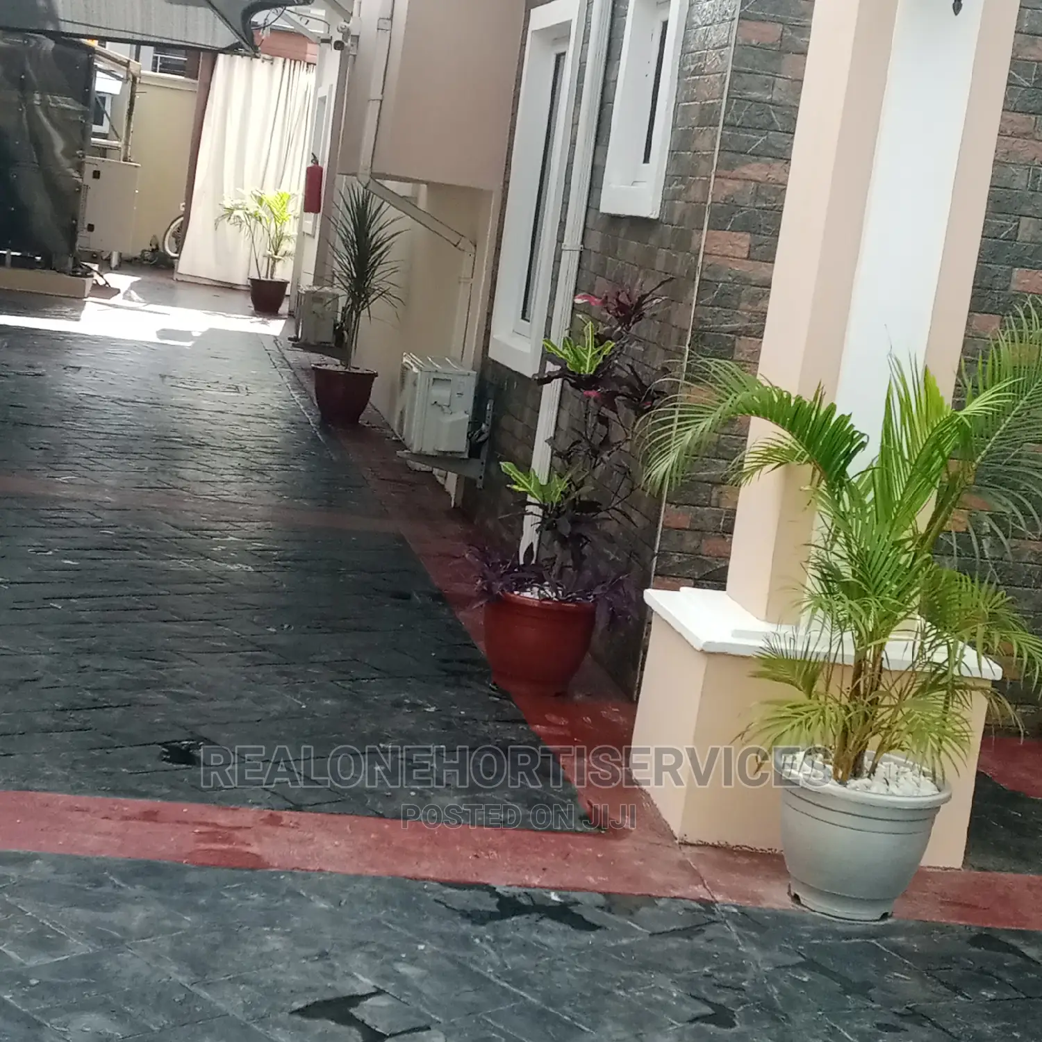 Live Potted Flower for Home Decor and Air Puryfying