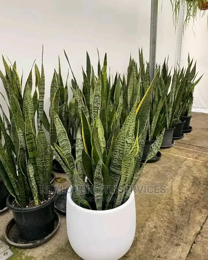 Live Potted Flower for Home Decor and Air Puryfying