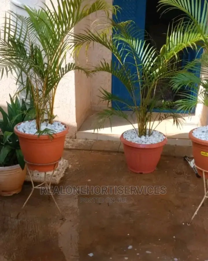 Live Potted Flower for Home Decor and Air Puryfying