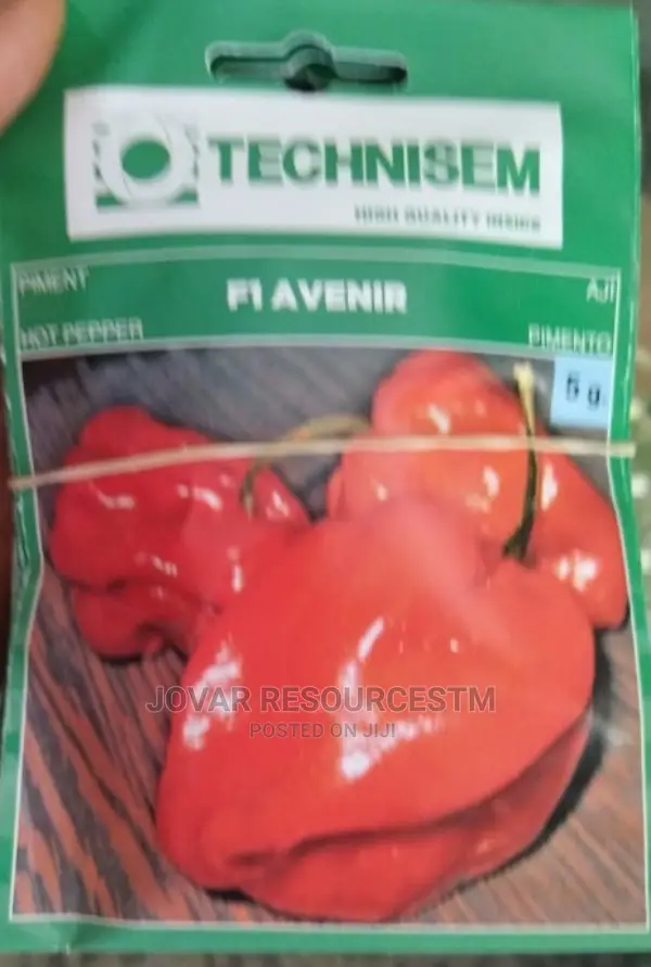 Best Hot Pepper Scotch Bonnet Ata Rodo Habanero Seed Seedlng