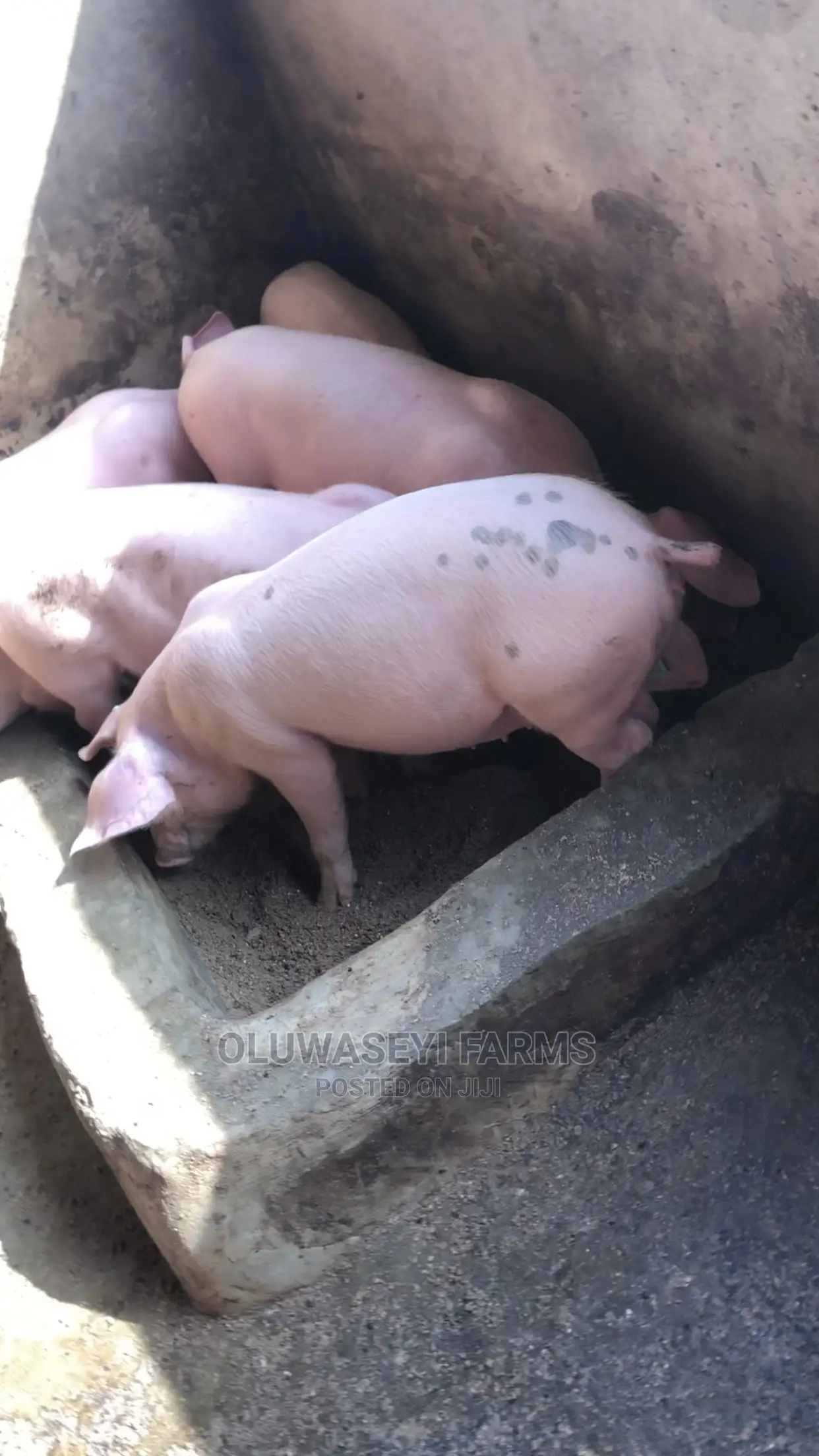 Hybrid Breed (Post- Wearners)