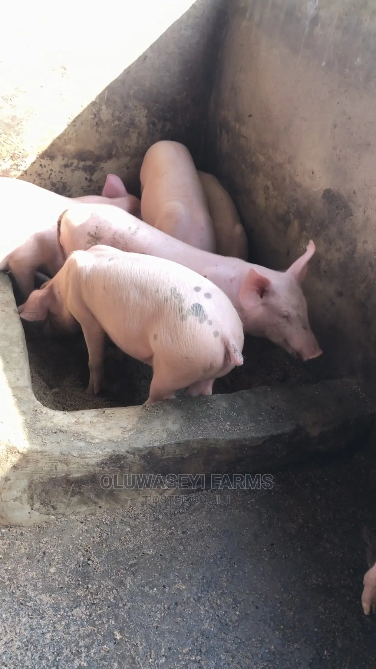 Hybrid Breed (Post- Wearners)