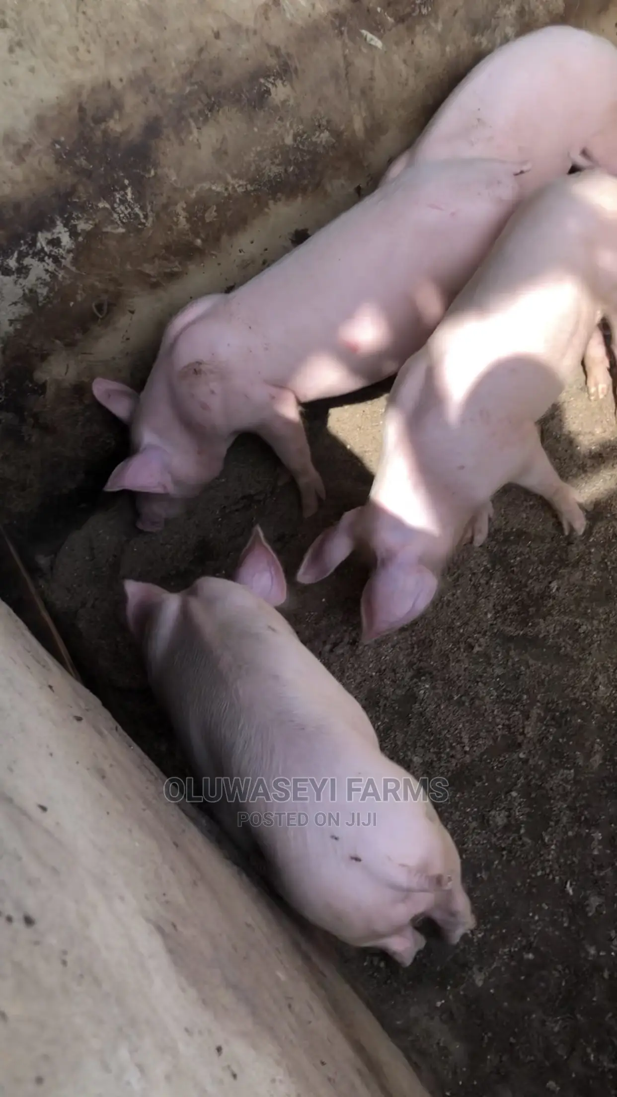 Hybrid Breed (Post- Wearners)