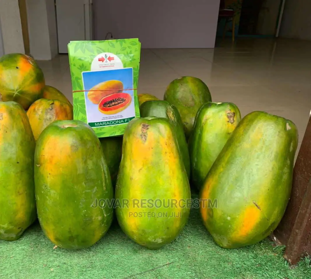 Best Sweet Short Tree/ Semi Dwarf Pawpaw Seeds