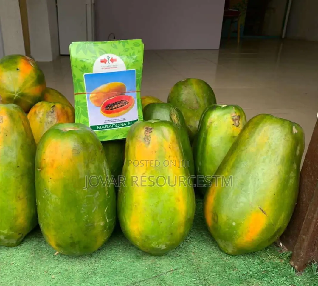 Best Sweet Short Tree/ Semi Dwarf Pawpaw Seeds